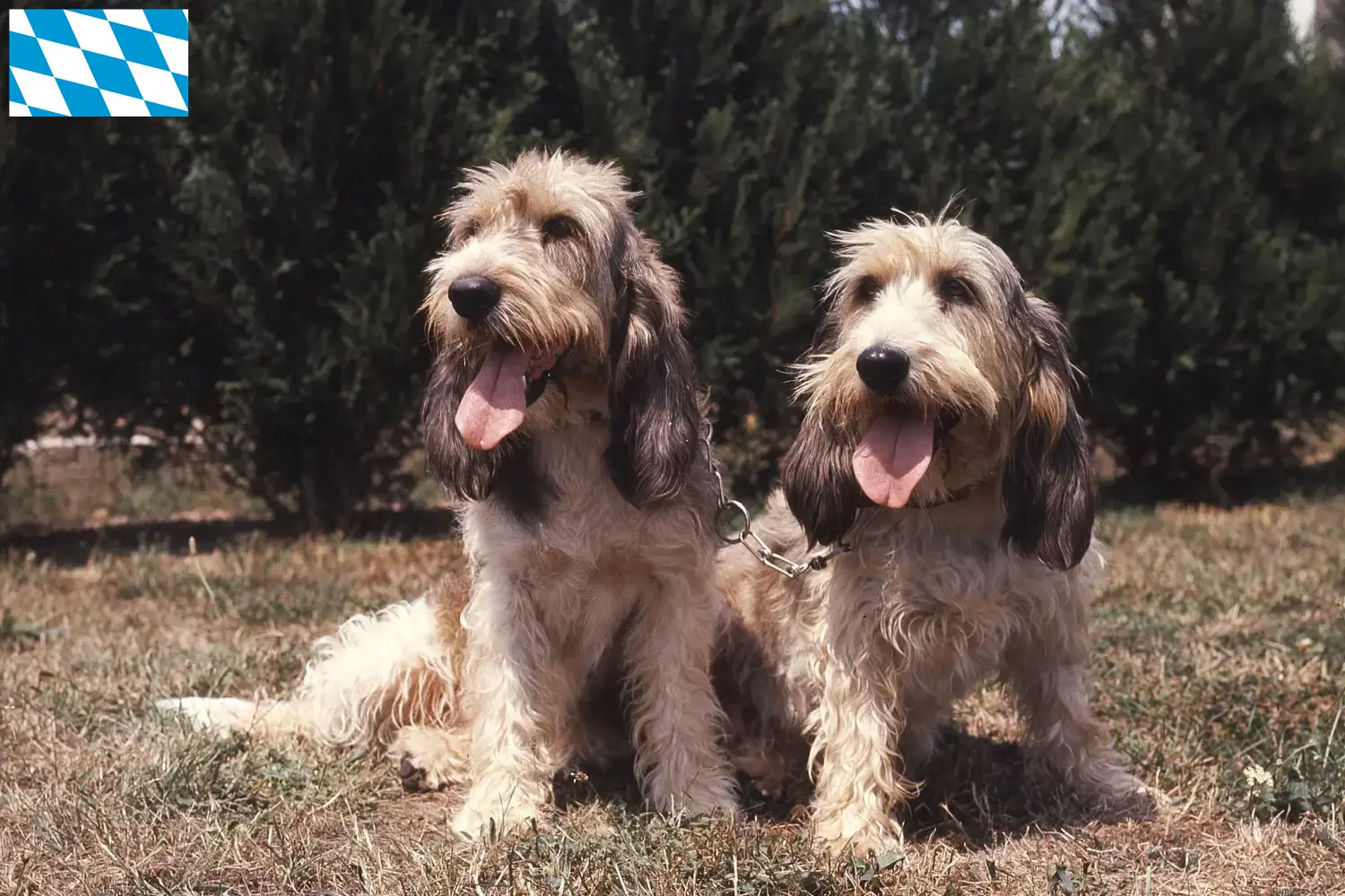 Grand Basset Griffon Vendéen Welpen und Züchter Bayern Hier findest Du Grand Basset Griffon Vendéens Züchter in Bayern.