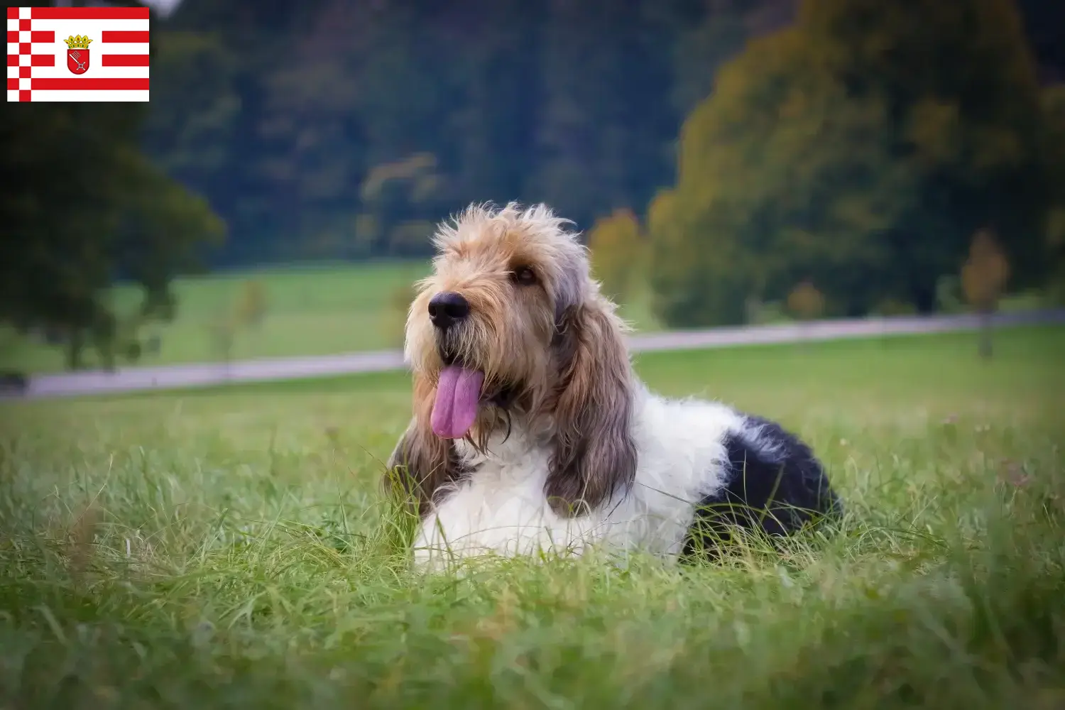 Grand Basset Griffon Vendéen Welpen und Züchter Bremen Hier findest Du Grand Basset Griffon Vendéens Züchter in Bremen.