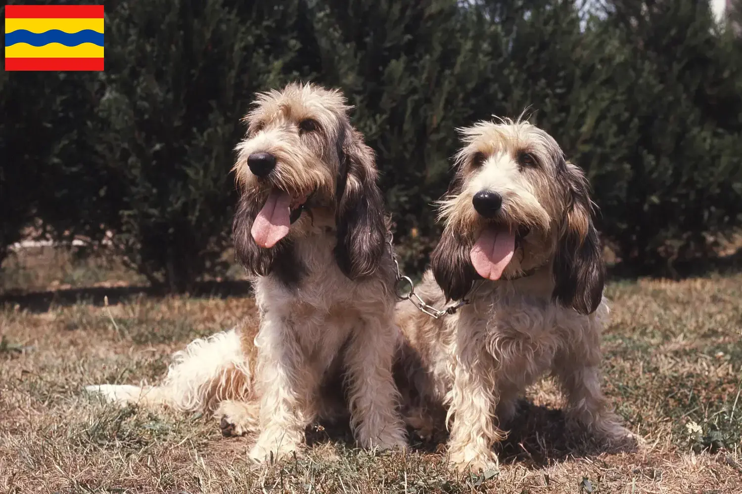 Grand Basset Griffon Vendéen Welpen und Züchter Overijssel Hier findest Du Grand Basset Griffon Vendéens Züchter in Overijssel.