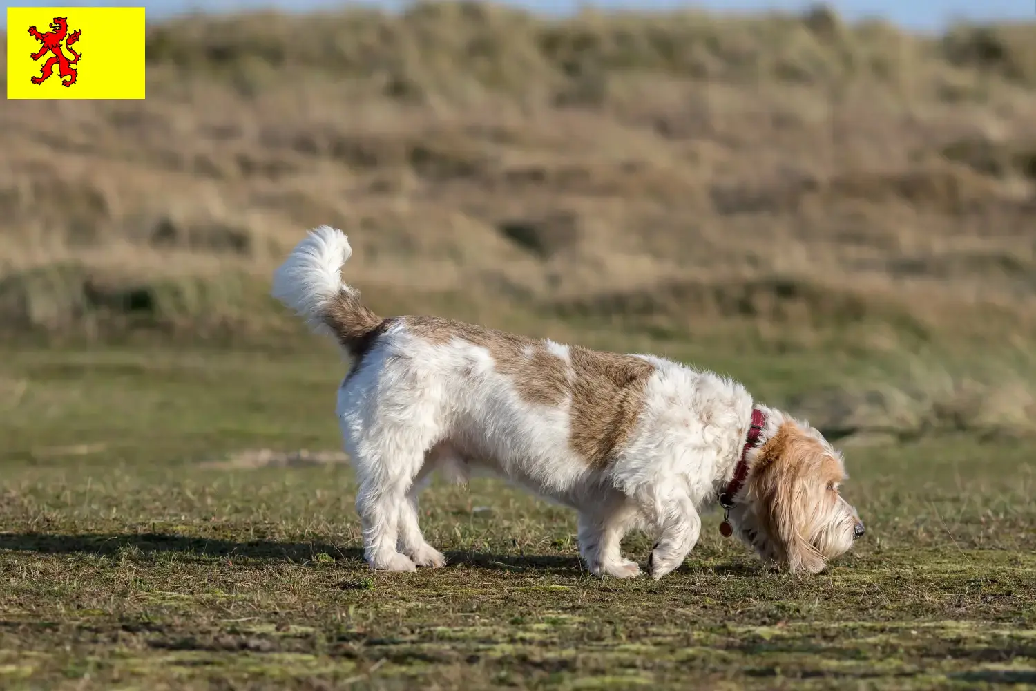 Grand Basset Griffon Vendéen Welpen und Züchter Südholland Hier findest Du Grand Basset Griffon Vendéens Züchter in Südholland.