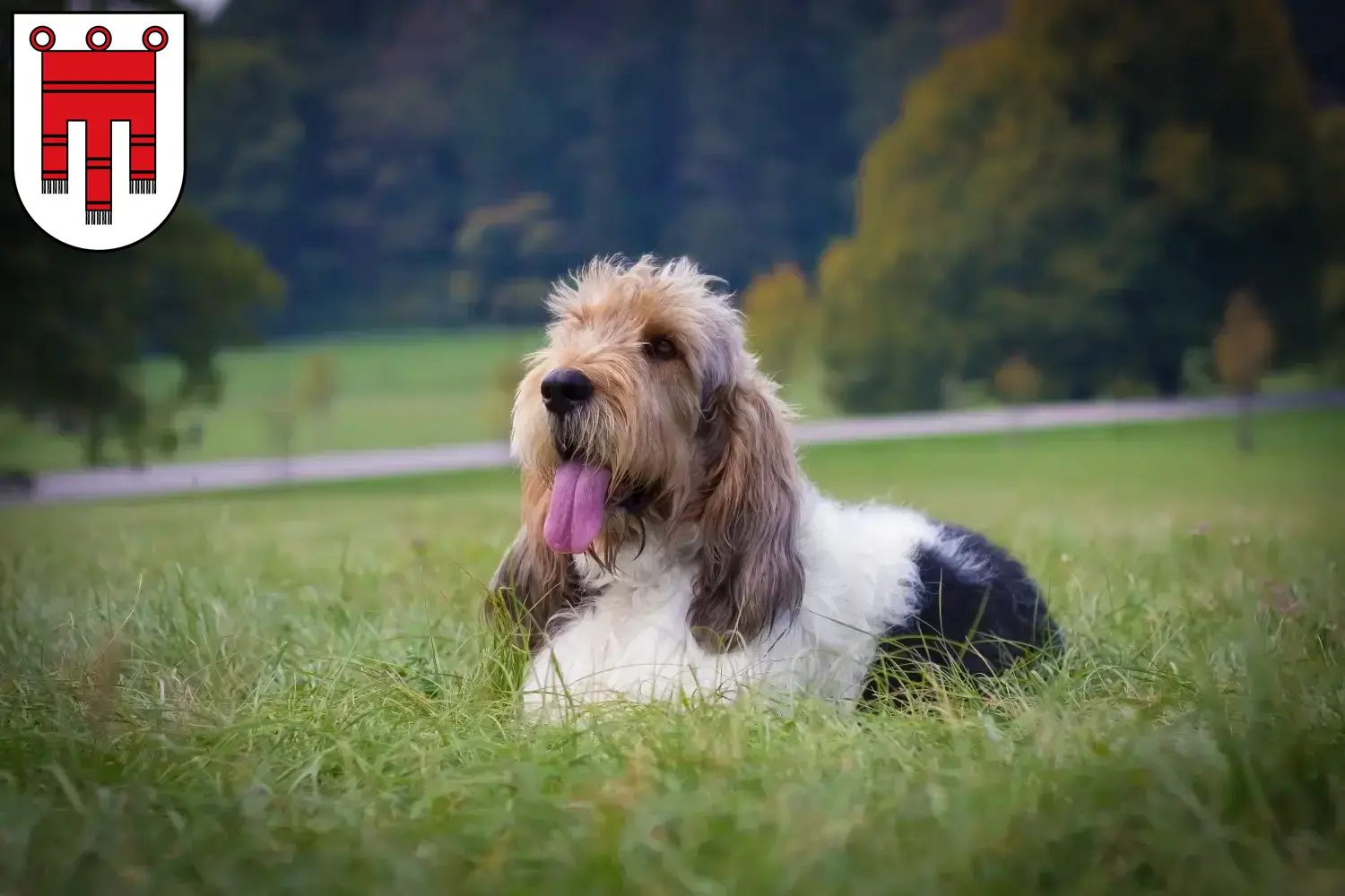 Grand Basset Griffon Vendéen Welpen und Züchter Vorarlberg Hier findest Du Grand Basset Griffon Vendéens Züchter in Vorarlberg.