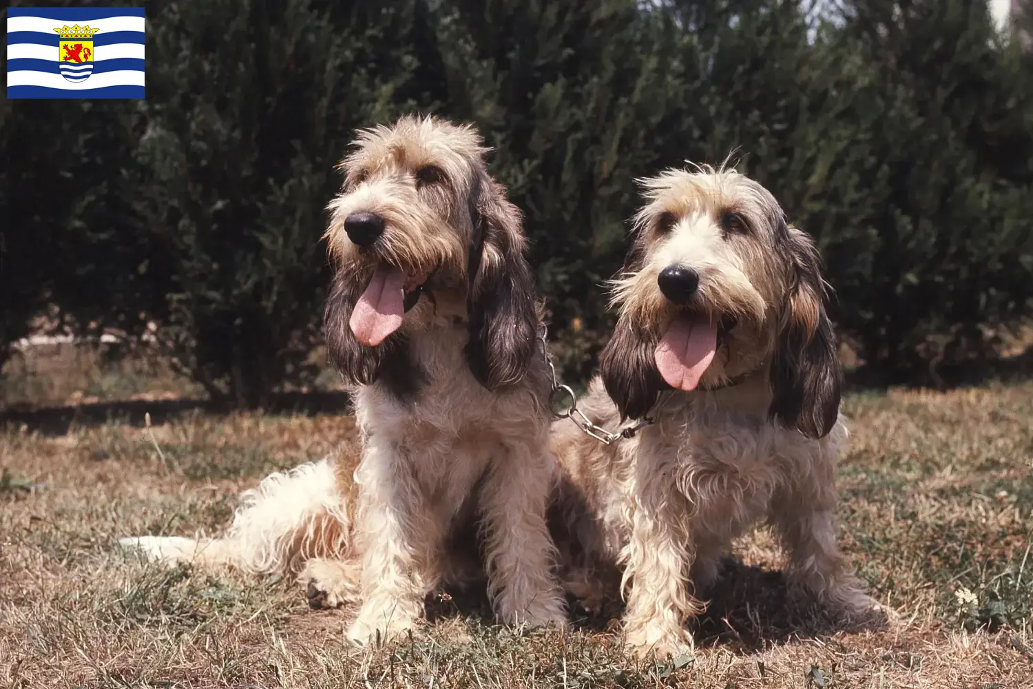 Grand Basset Griffon Vendéen Welpen und Züchter Zeeland Hier findest Du Grand Basset Griffon Vendéens Züchter in Zeeland.