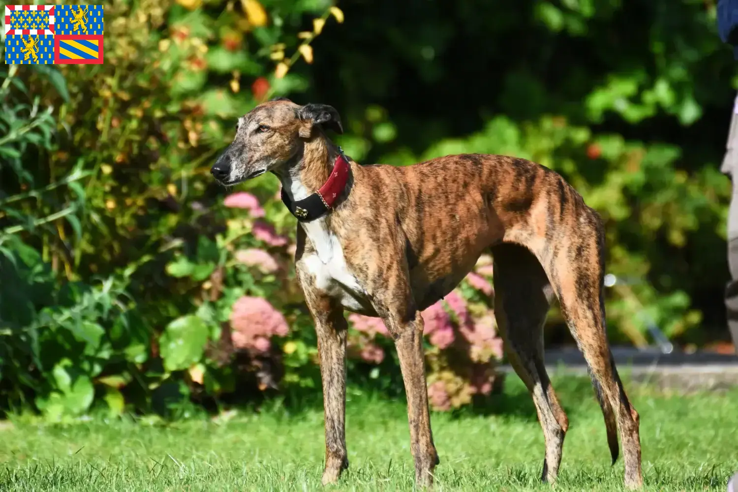 Greyhound Welpen und Züchter Bourgogne-Franche-Comté Hier findest Du Greyhounds Züchter in Bourgogne-Franche-Comté.