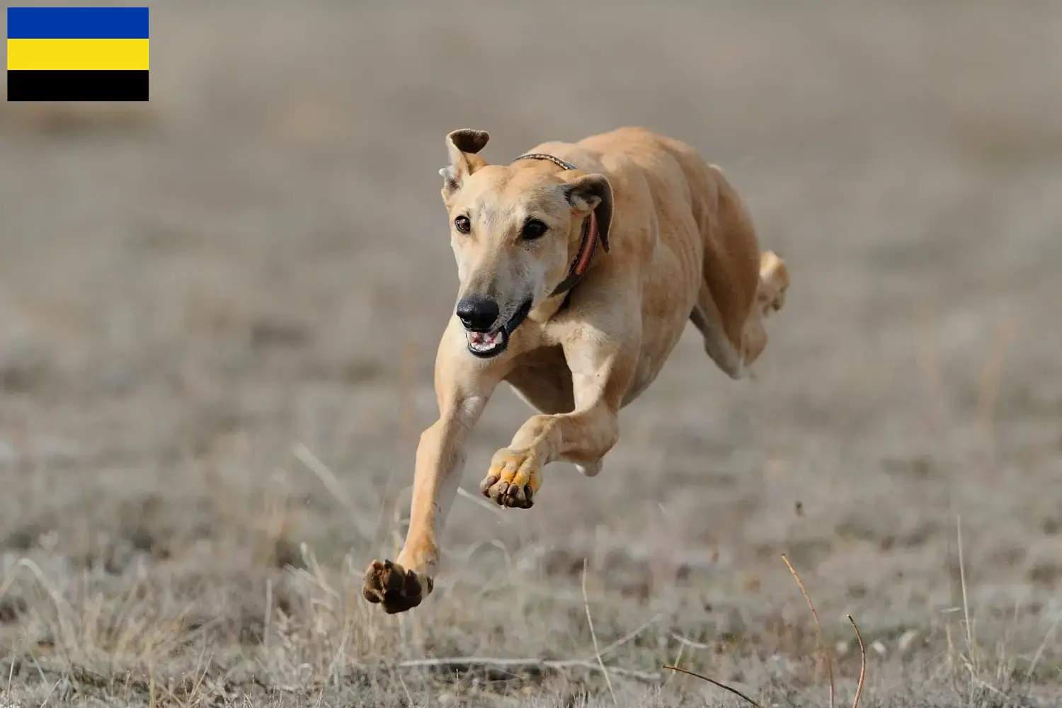 Greyhound Welpen und Züchter Gelderland Hier findest Du Greyhounds Züchter in Gelderland.