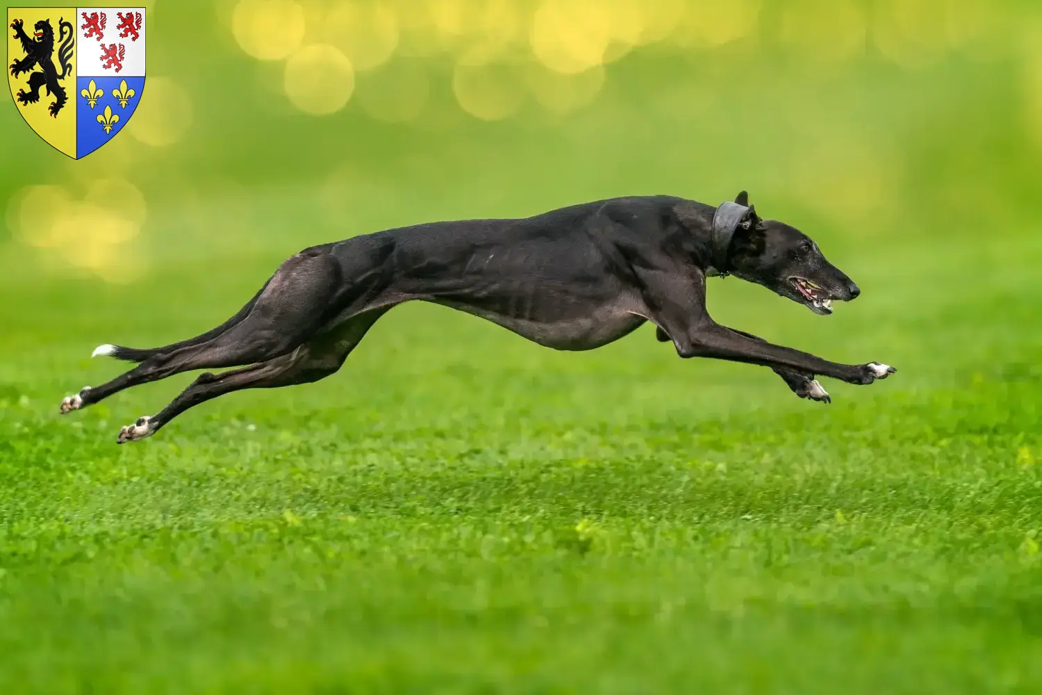 Greyhound Welpen und Züchter Hauts-de-France Hier findest Du Greyhounds Züchter in Hauts-de-France.