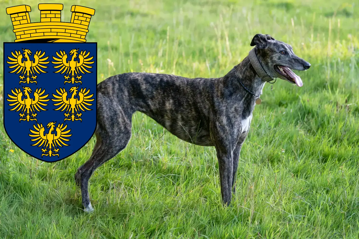 Greyhound Welpen und Züchter Niederösterreich Hier findest Du Greyhounds Züchter in Niederösterreich.