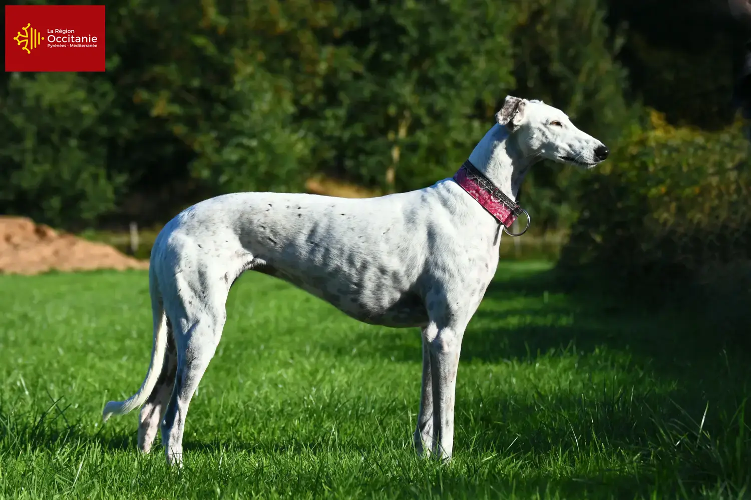 Greyhound Welpen und Züchter Okzitanien Hier findest Du Greyhounds Züchter in Okzitanien.