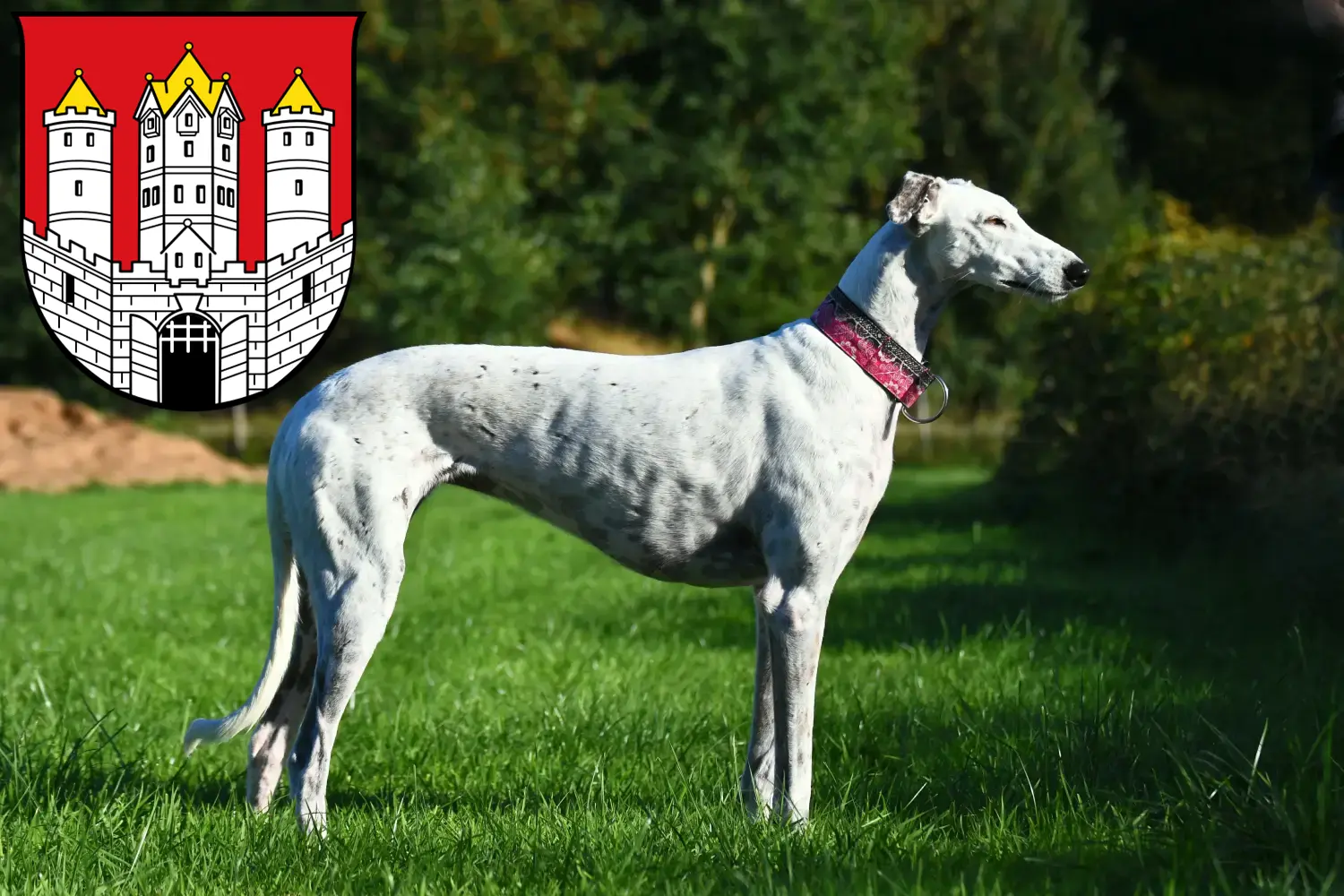 Greyhound Welpen und Züchter Salzburg Hier findest Du Greyhounds Züchter in Salzburg.