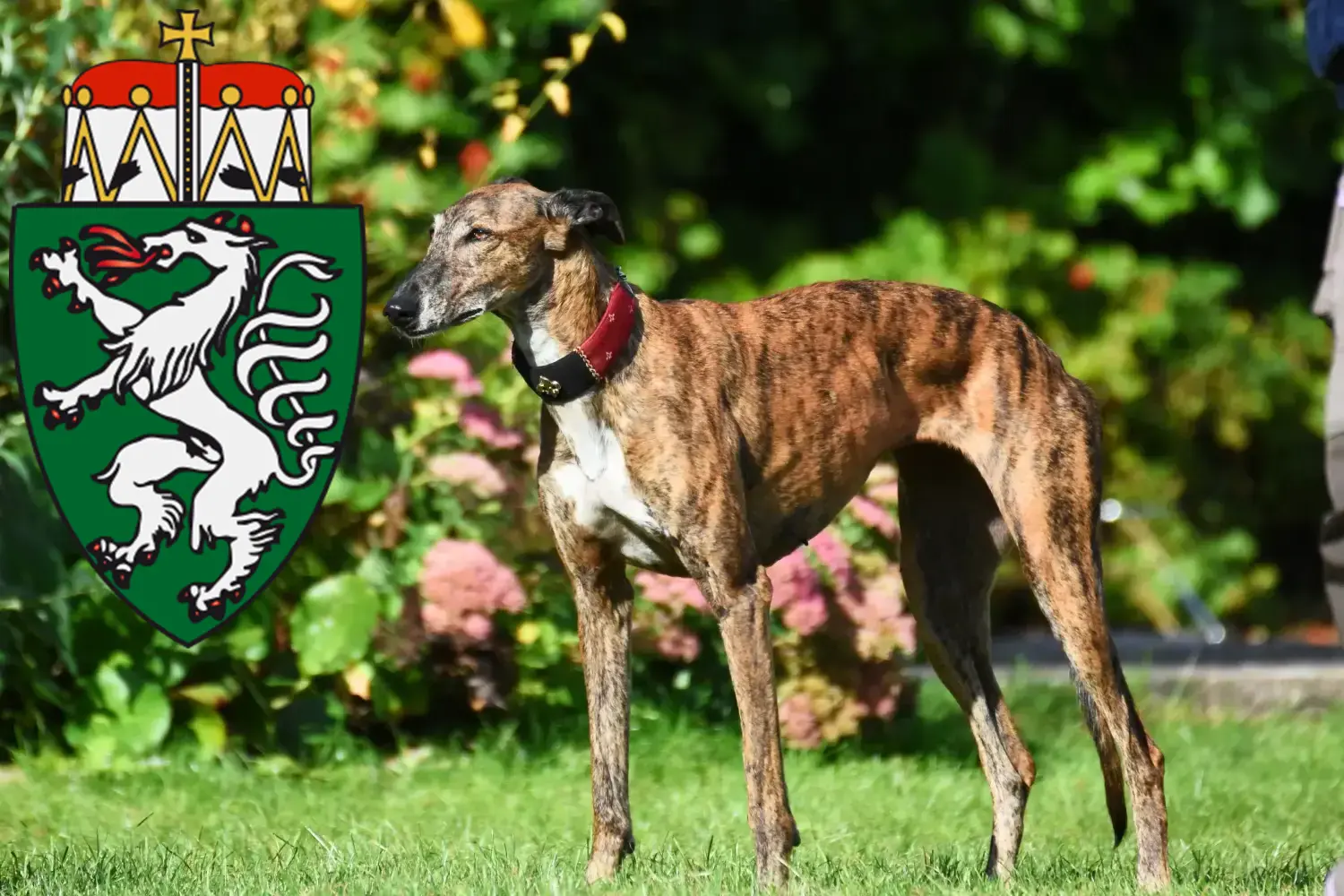Greyhound Welpen und Züchter Steiermark Hier findest Du Greyhounds Züchter in der Steiermark.