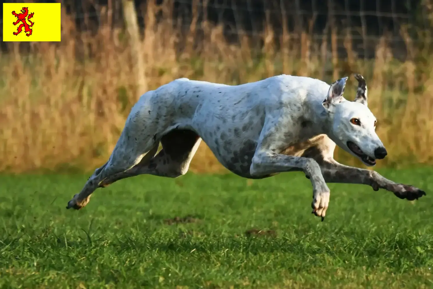 Greyhound Welpen und Züchter Südholland Hier findest Du Greyhounds Züchter in Südholland.