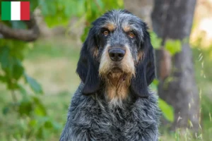 Mehr über den Artikel erfahren Griffon Bleu de Gascogne Züchter und Welpen in Italien