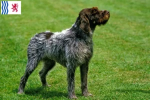 Mehr über den Artikel erfahren Griffon d’arrêt à poil dur Züchter und Welpen in Nouvelle-Aquitaine