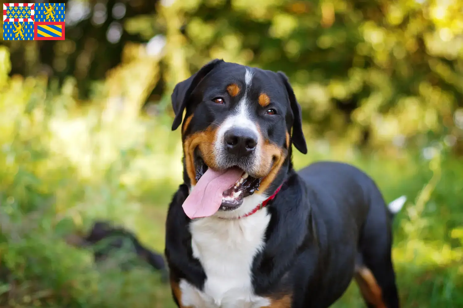 Großer Schweizer Sennenhund Welpen und Züchter Bourgogne-Franche-Comté Hier findest Du Große Schweizer Sennenhunde Züchter in Bourgogne-Franche-Comté.