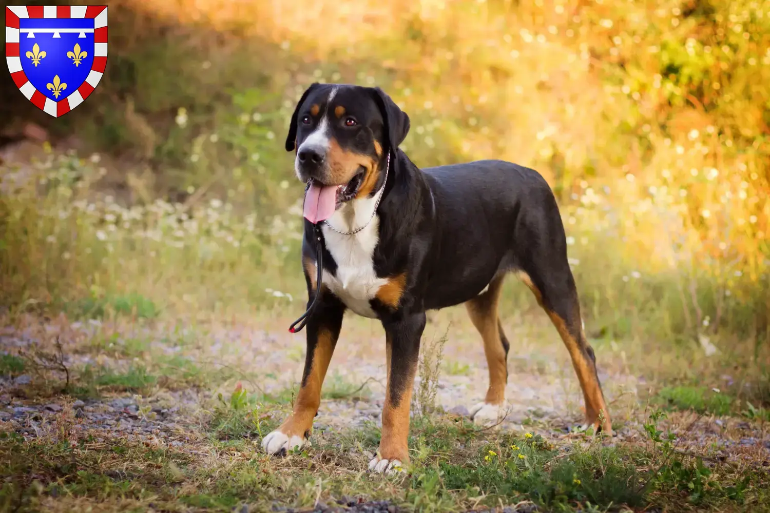 Großer Schweizer Sennenhund Welpen und Züchter Centre-Val de Loire Hier findest Du Große Schweizer Sennenhunde Züchter in Centre-Val de Loire.