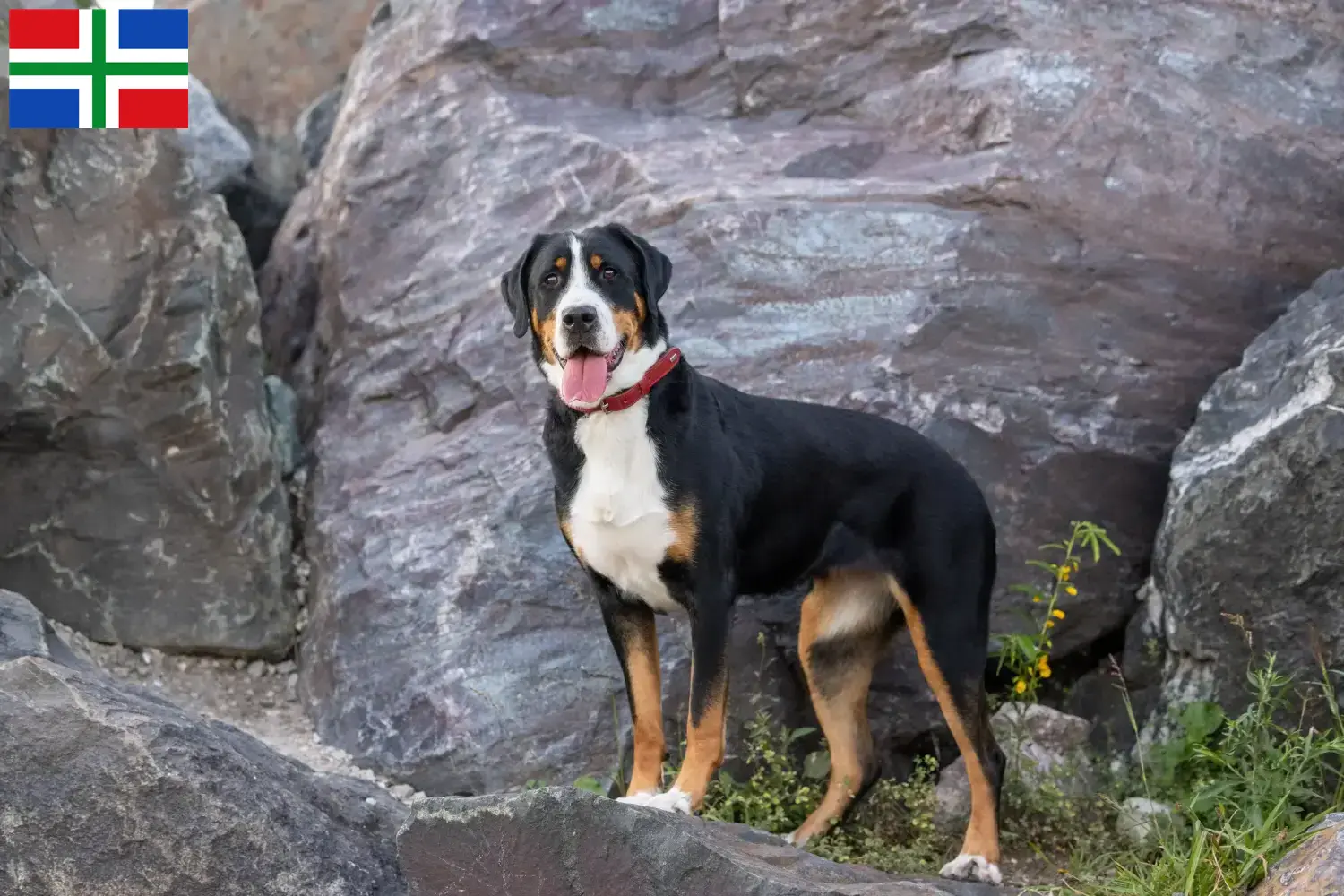 Großer Schweizer Sennenhund Welpen und Züchter Groningen Hier findest Du Große Schweizer Sennenhunde Züchter in Groningen.