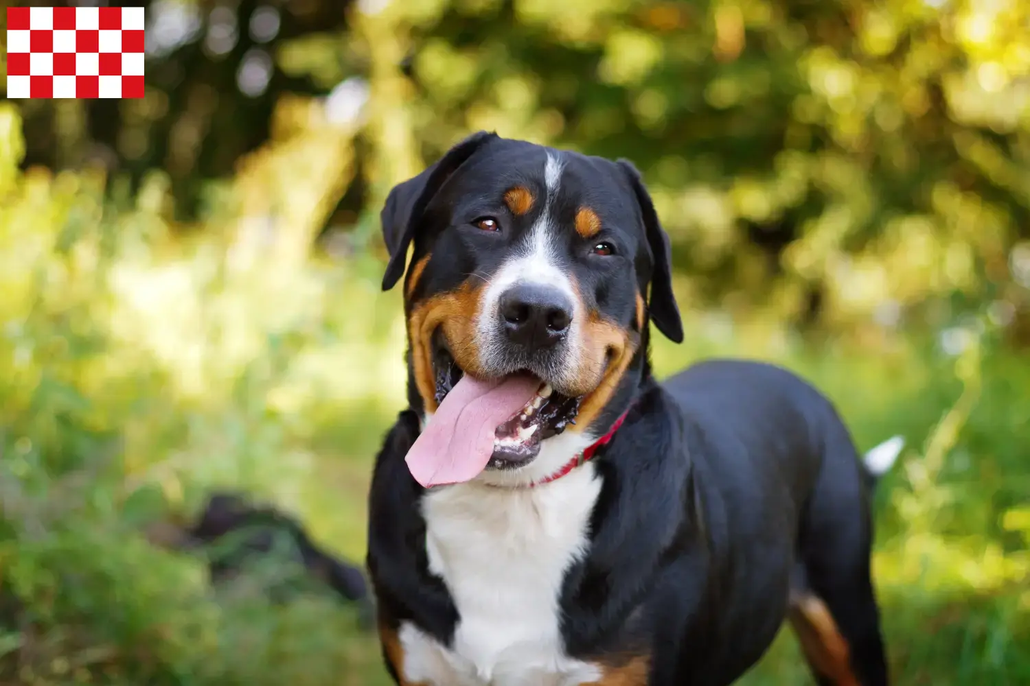 Großer Schweizer Sennenhund Welpen und Züchter Nordbrabant Hier findest Du Große Schweizer Sennenhunde Züchter in Nordbrabant.