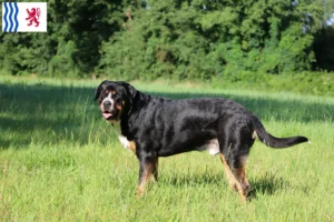 Mehr über den Artikel erfahren Großer Schweizer Sennenhund Züchter und Welpen in Nouvelle-Aquitaine