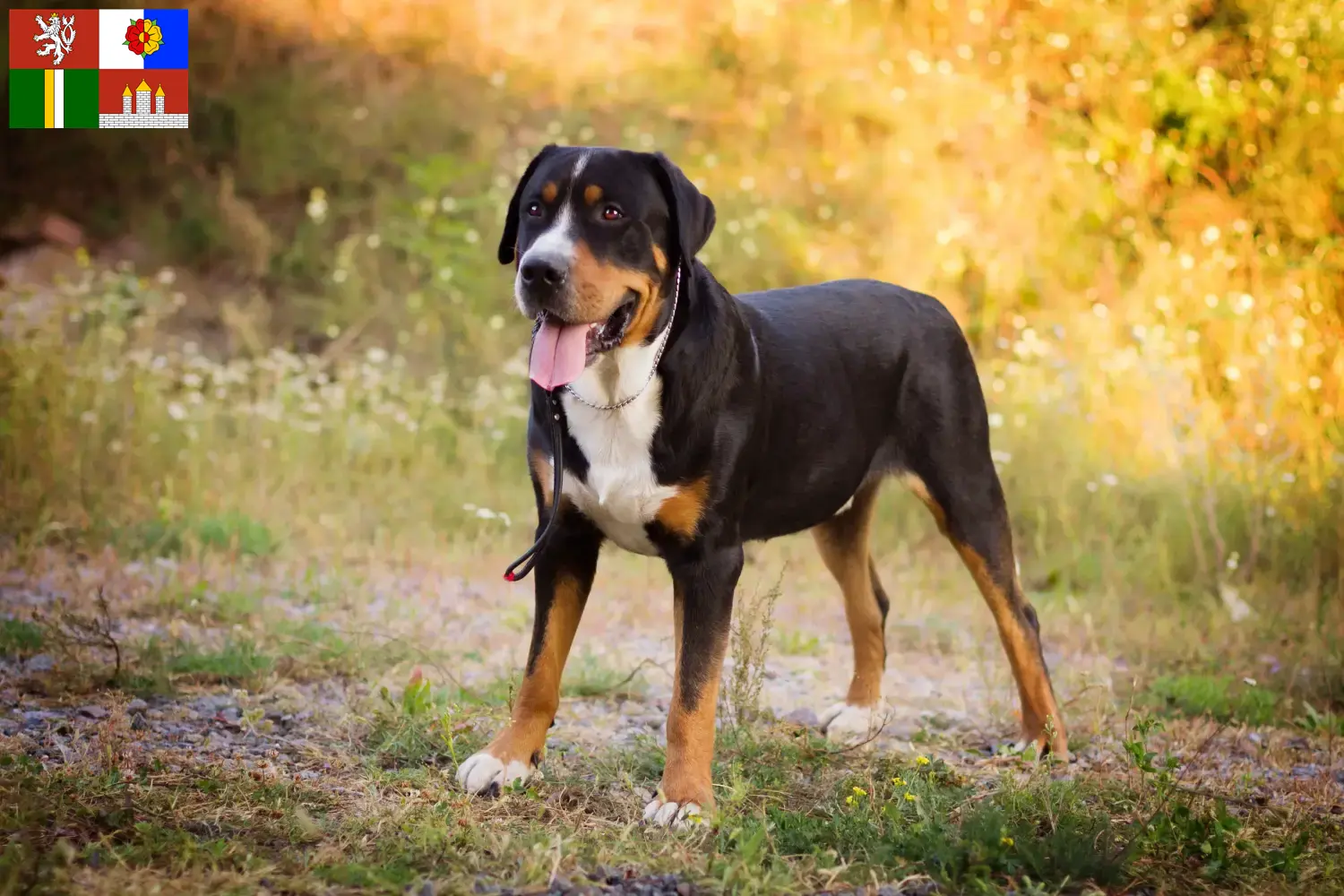 Großer Schweizer Sennenhund Welpen und Züchter Südböhmen Hier findest Du Große Schweizer Sennenhunde Züchter in Südböhmen.