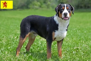 Mehr über den Artikel erfahren Großer Schweizer Sennenhund Züchter und Welpen in Südholland