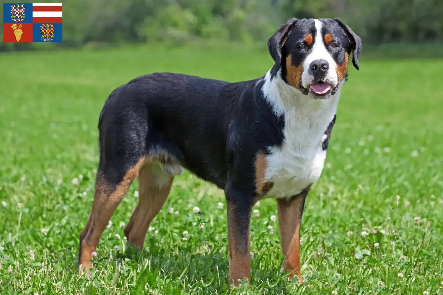 Großer Schweizer Sennenhund Welpen und Züchter Südmähren Hier findest Du Große Schweizer Sennenhunde Züchter in Südmähren.
