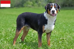 Mehr über den Artikel erfahren Großer Schweizer Sennenhund Züchter und Welpen in Wien