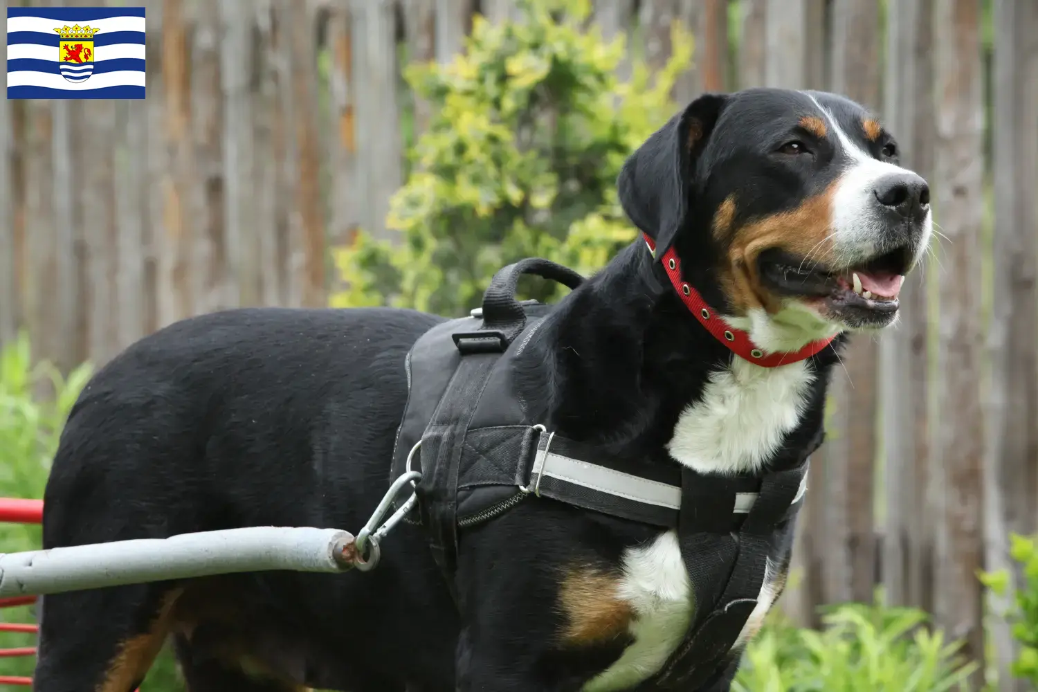 Großer Schweizer Sennenhund Welpen und Züchter Zeeland Hier findest Du Große Schweizer Sennenhunde Züchter in Zeeland.