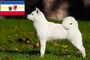 Mehr über den Artikel erfahren Hokkaido Züchter und Welpen in Mecklenburg-Vorpommern