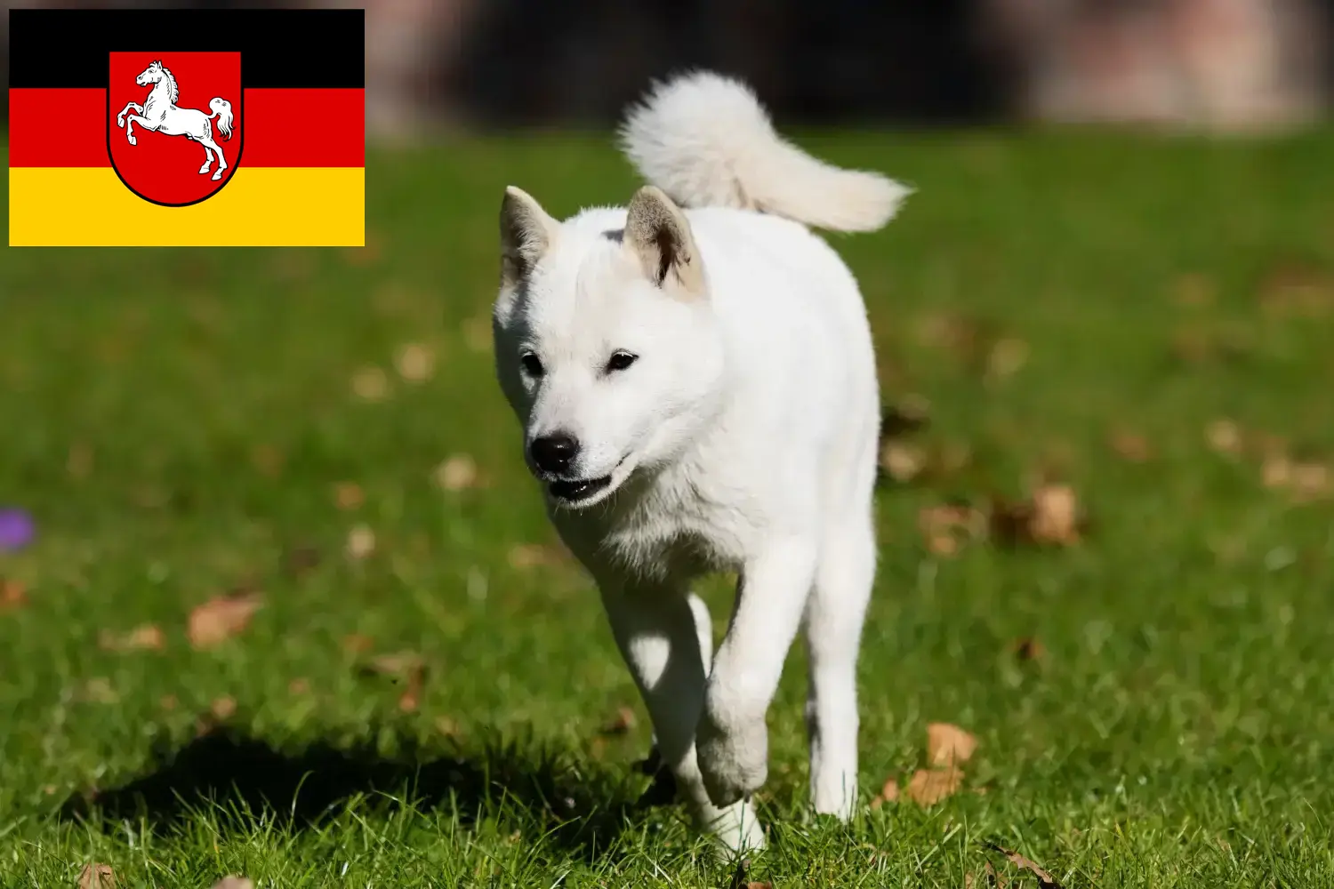 Hokkaido Welpen und Züchter Niedersachsen Hier findest Du Hokkaidos Züchter in Niedersachsen.