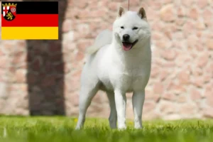 Mehr über den Artikel erfahren Hokkaido Züchter und Welpen in Rheinland-Pfalz
