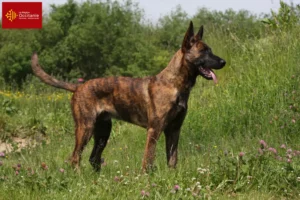 Mehr über den Artikel erfahren Hollandse Herdershond Züchter und Welpen in Okzitanien
