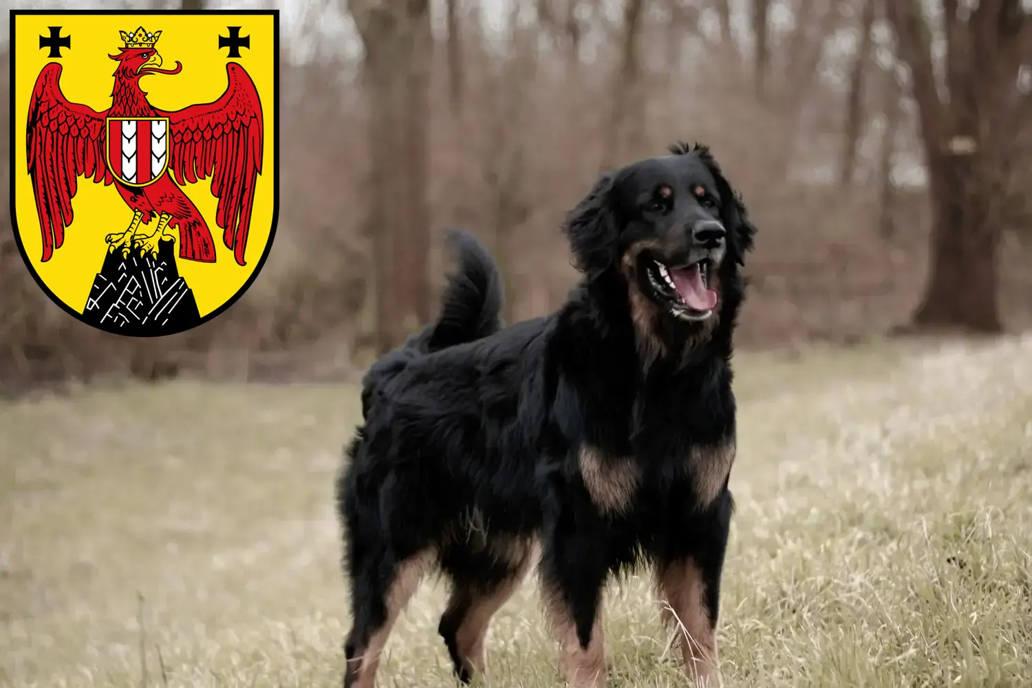 Hovawart Welpen und Züchter Burgenland Hier findest Du Hovawarts Züchter im Burgenland.