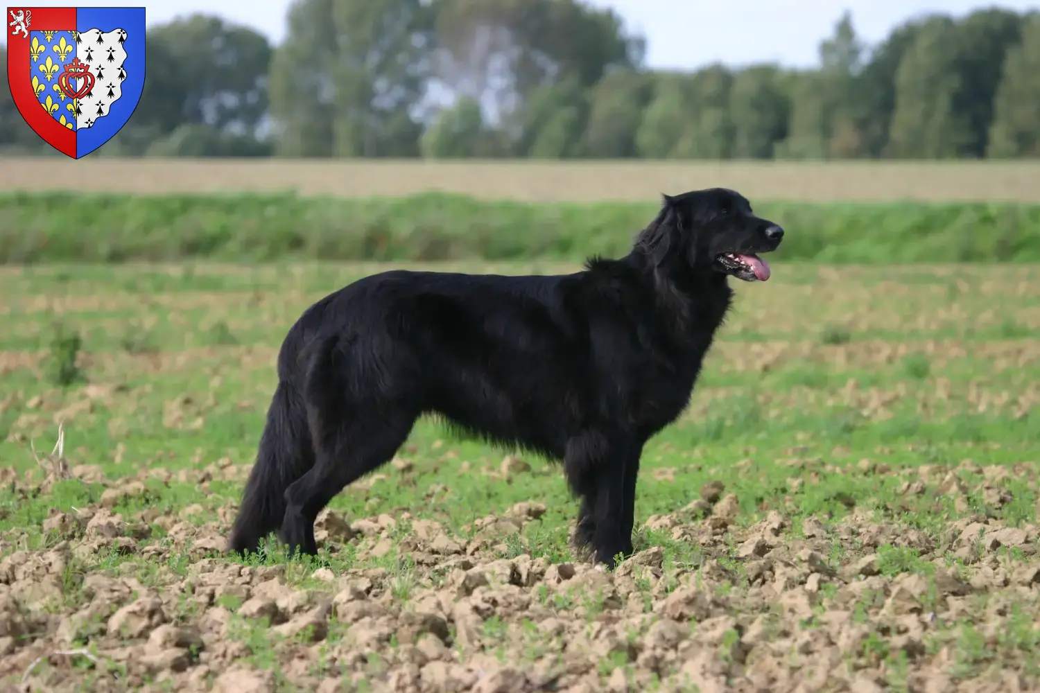 Hovawart Welpen und Züchter Pays de la Loire Hier findest Du Hovawarts Züchter in Pays de la Loire.