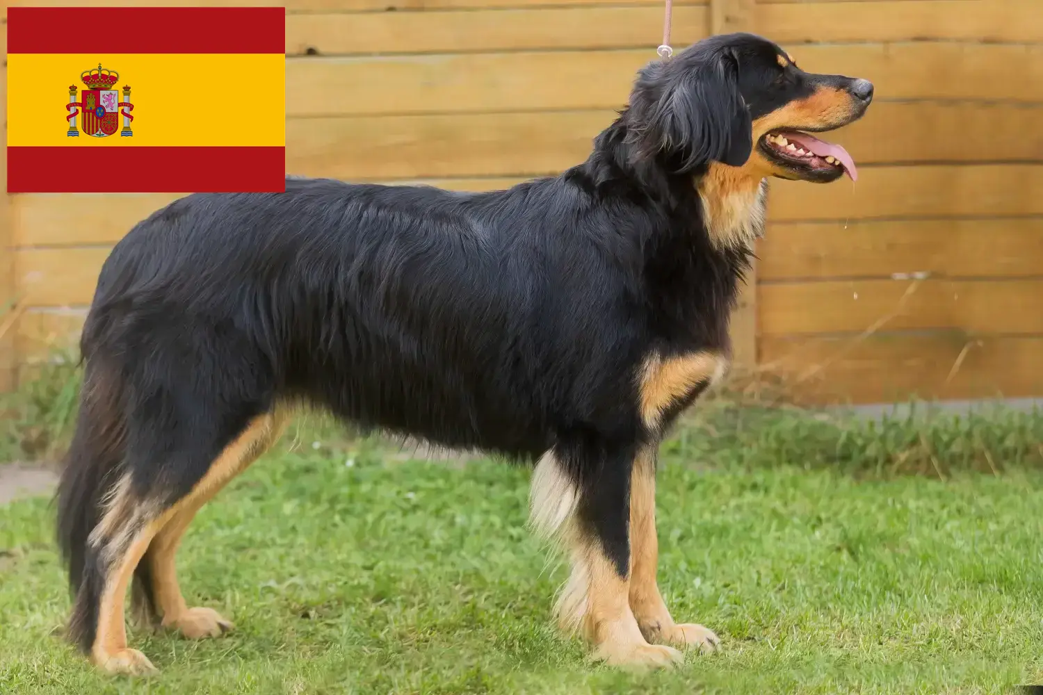Hovawart Welpen und Züchter Spanien Hier findest Du Hovawarts Züchter in Spanien.