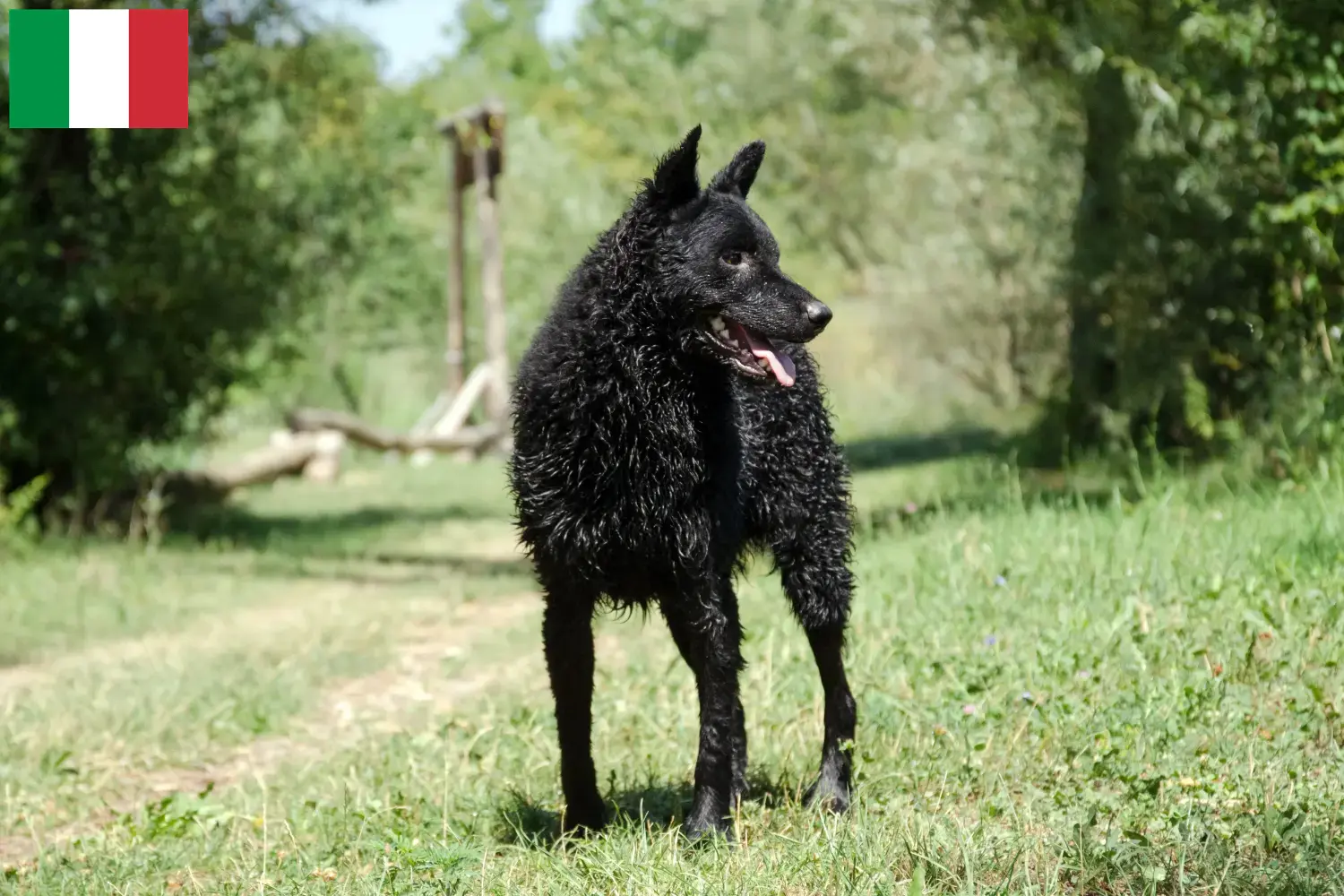 Hrvatski ovčar Welpen und Züchter Italien Hier findest Du Hrvatski ovčars Züchter in Italien.