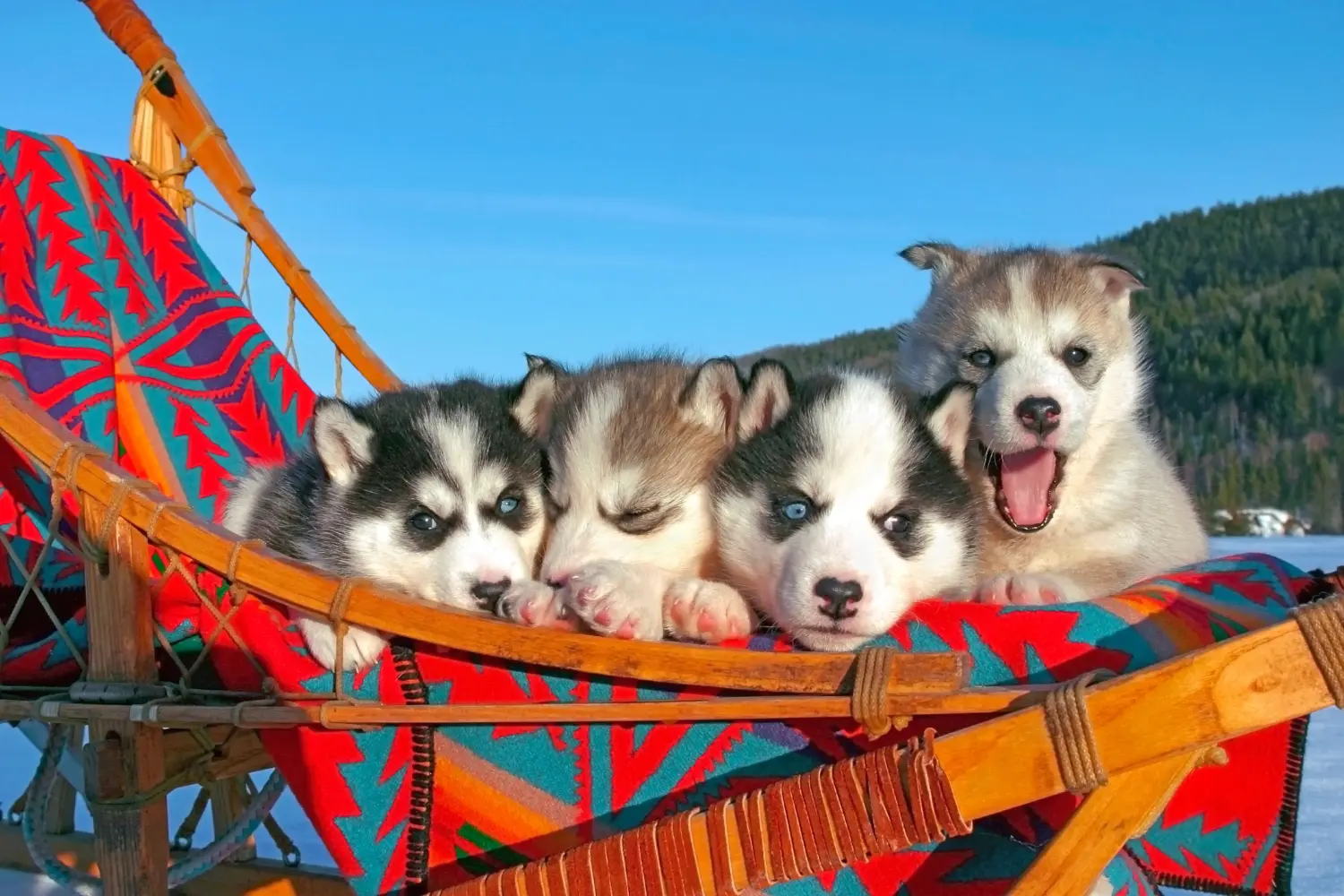 Einen Husky Welpen zu kaufen, bedeutet Verantwortung zu übernehmen! Husky Welpen kaufen.