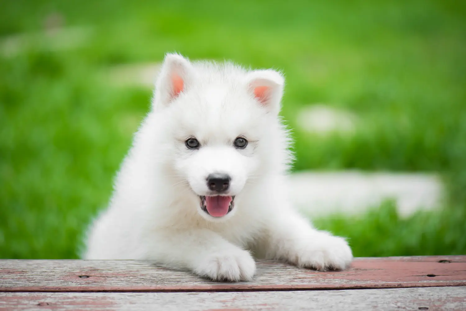 Einen Husky Welpen zu kaufen, bedeutet Verantwortung zu übernehmen! Husky Welpen kaufen.