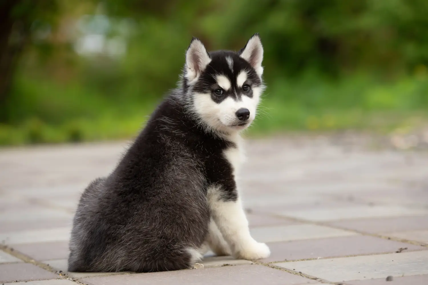 Einen Husky Welpen zu kaufen, bedeutet Verantwortung zu übernehmen! Husky Welpen kaufen.