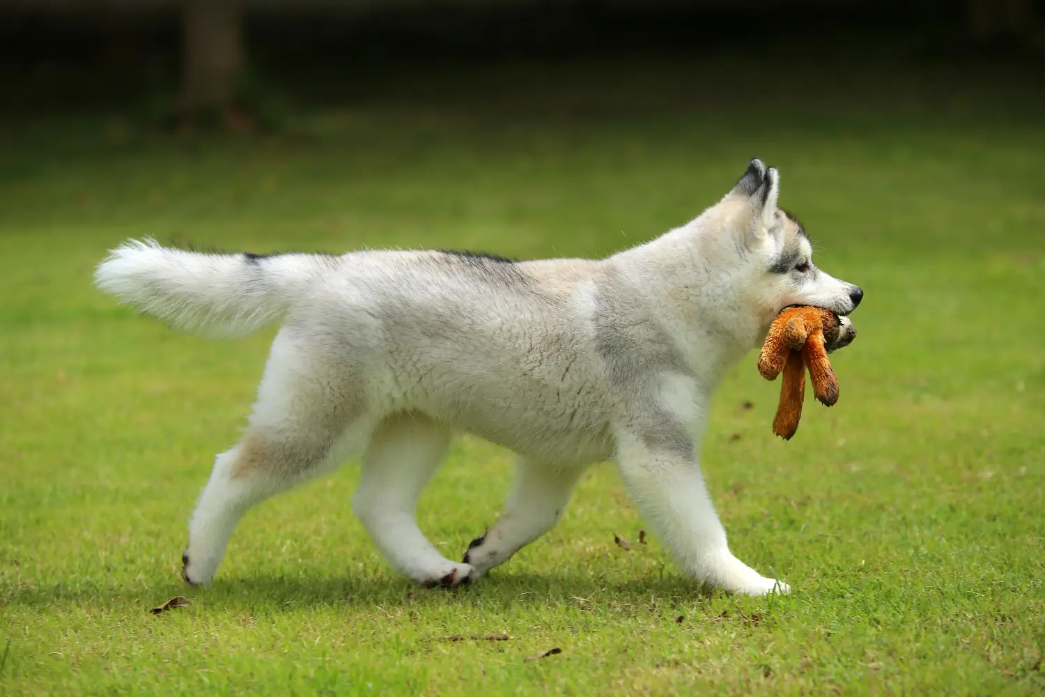 Einen Husky Welpen zu kaufen, bedeutet Verantwortung zu übernehmen! Husky Welpen kaufen.