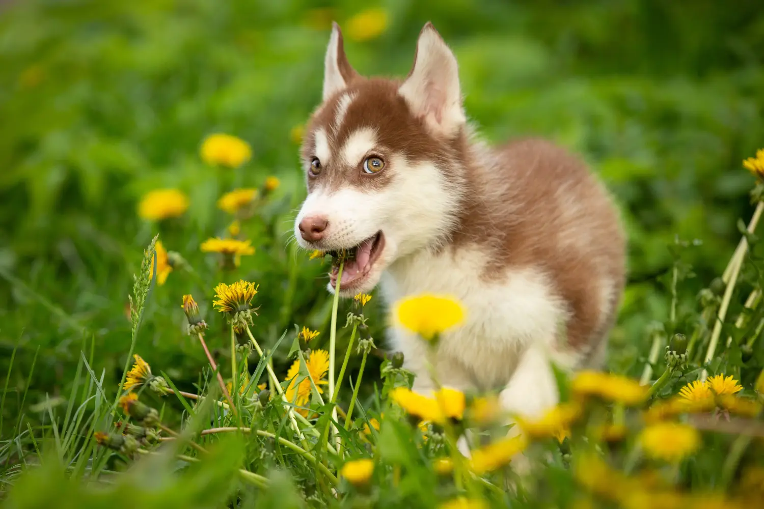 Einen Husky Welpen zu kaufen, bedeutet Verantwortung zu übernehmen! Husky Welpen kaufen.