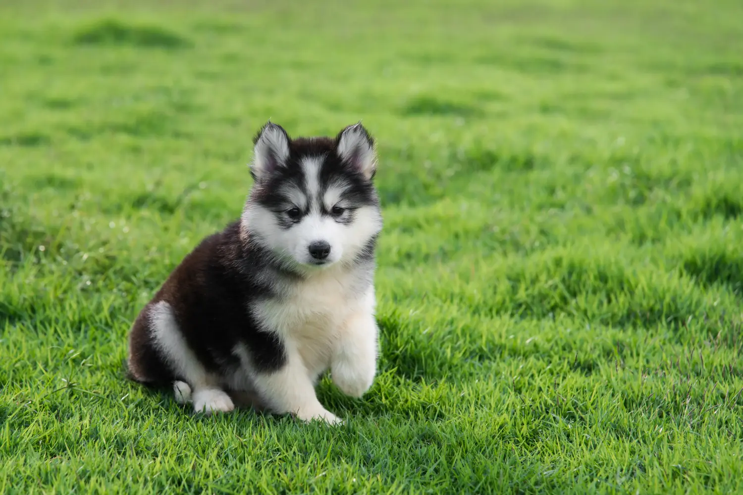 Einen Husky Welpen zu kaufen, bedeutet Verantwortung zu übernehmen! Husky Welpen kaufen.