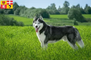 Mehr über den Artikel erfahren Husky Züchter und Welpen in Auvergne-Rhône-Alpes