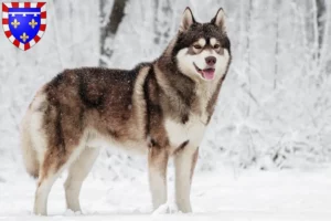 Mehr über den Artikel erfahren Husky Züchter und Welpen in Centre-Val de Loire