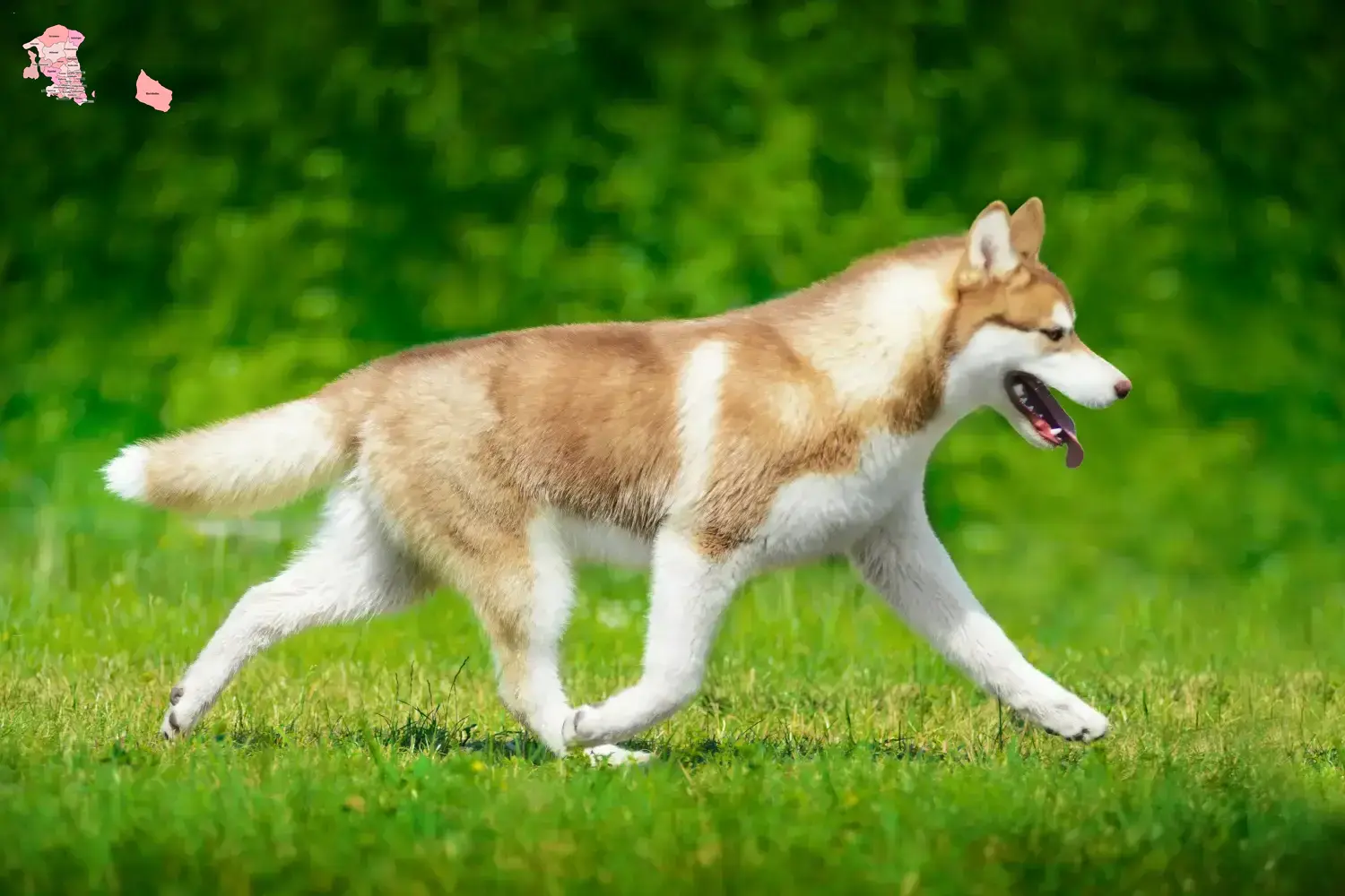 Husky Welpen und Züchter Hovedstaden Hier findest Du Huskys Züchter in Hovedstaden.