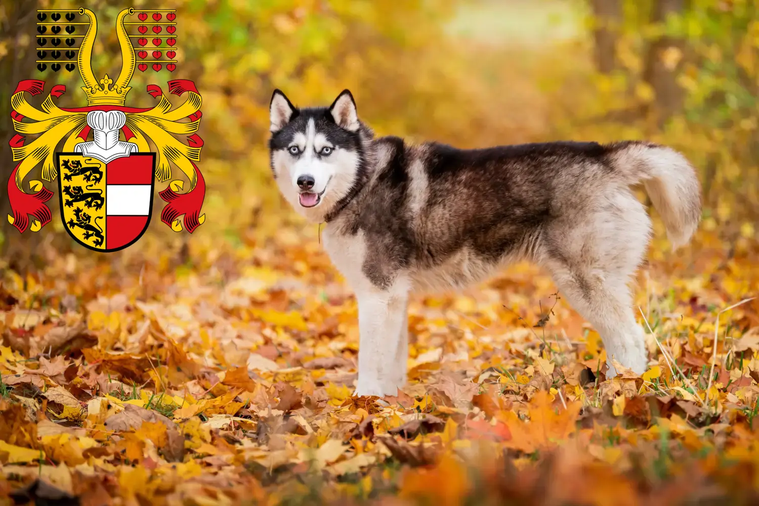 Husky Welpen und Züchter Kärnten Hier findest Du Huskys Züchter in Kärnten.
