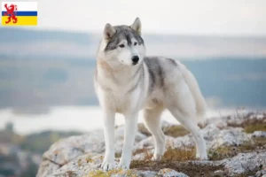 Mehr über den Artikel erfahren Husky Züchter und Welpen in Limburg