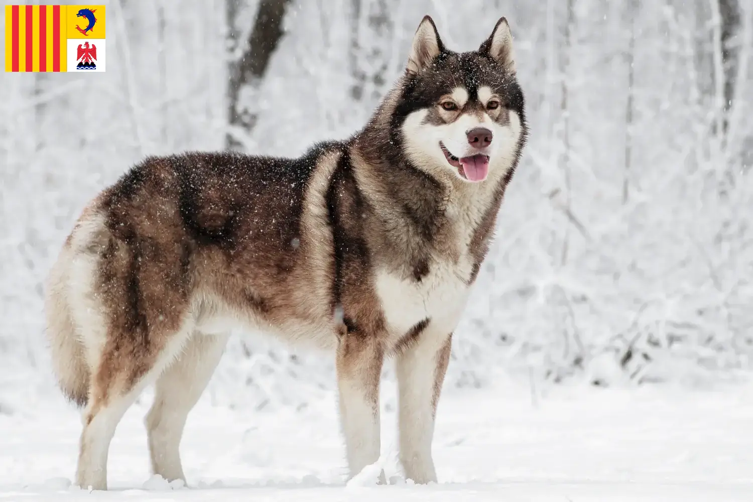Husky Welpen und Züchter Provence-Alpes-Côte d’Azur Hier findest Du Huskys Züchter in der Provence-Alpes-Côte d’Azur.