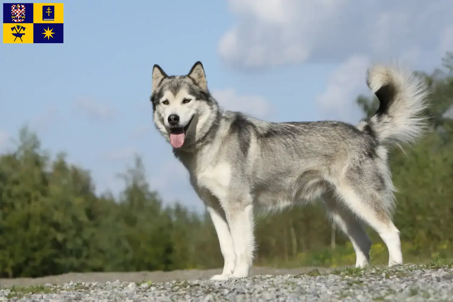 Husky Welpen und Züchter Zlín Hier findest Du Huskys Züchter in Zlín.