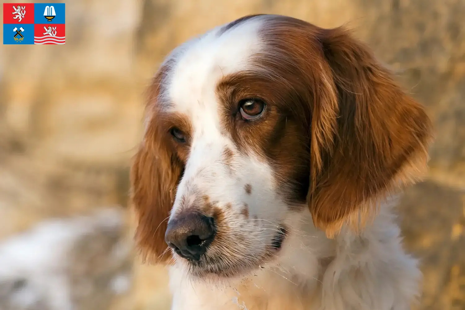 Irish Red and White Setter Welpen und Züchter Karlsbad Hier findest Du Irish Red and White Setter Züchter in Karlsbad.