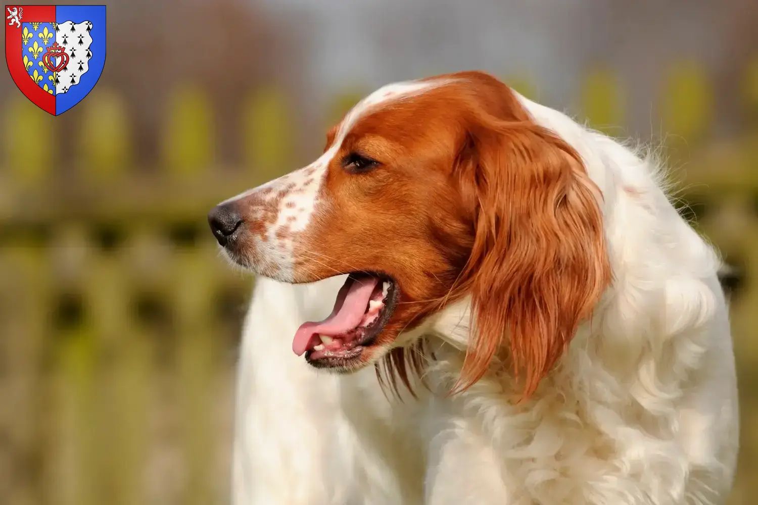 Irish Red and White Setter Welpen und Züchter Pays de la Loire Hier findest Du Irish Red and White Setter Züchter in Pays de la Loire.