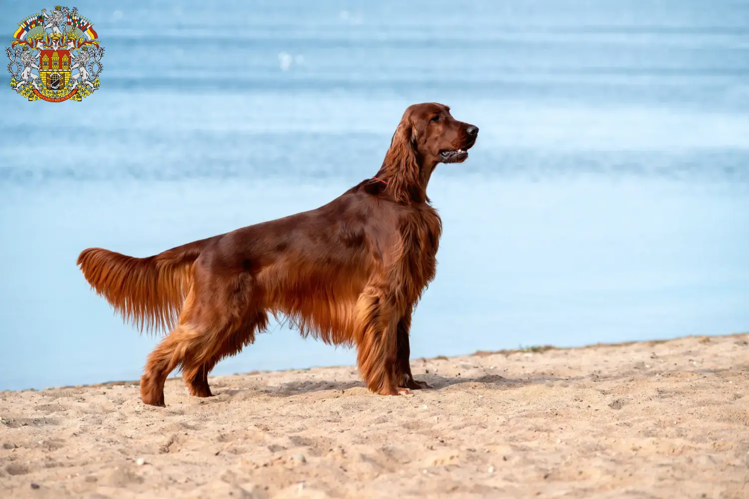 Irish Red Setter Welpen und Züchter Prag Hier findest Du Irish Red Setter Züchter in Prag.